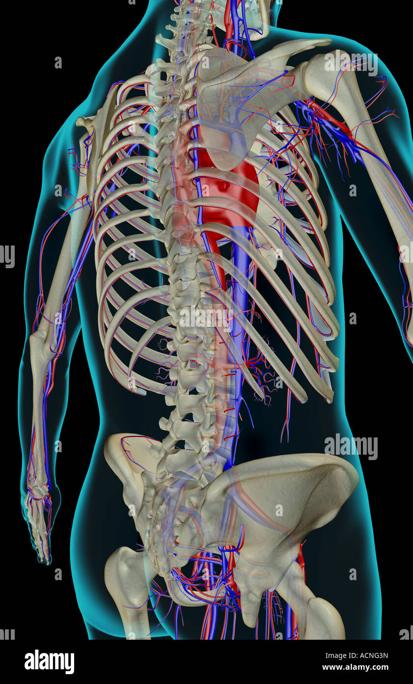 Das Blut-Versorgungsmaterial des Rumpfes Stockfoto