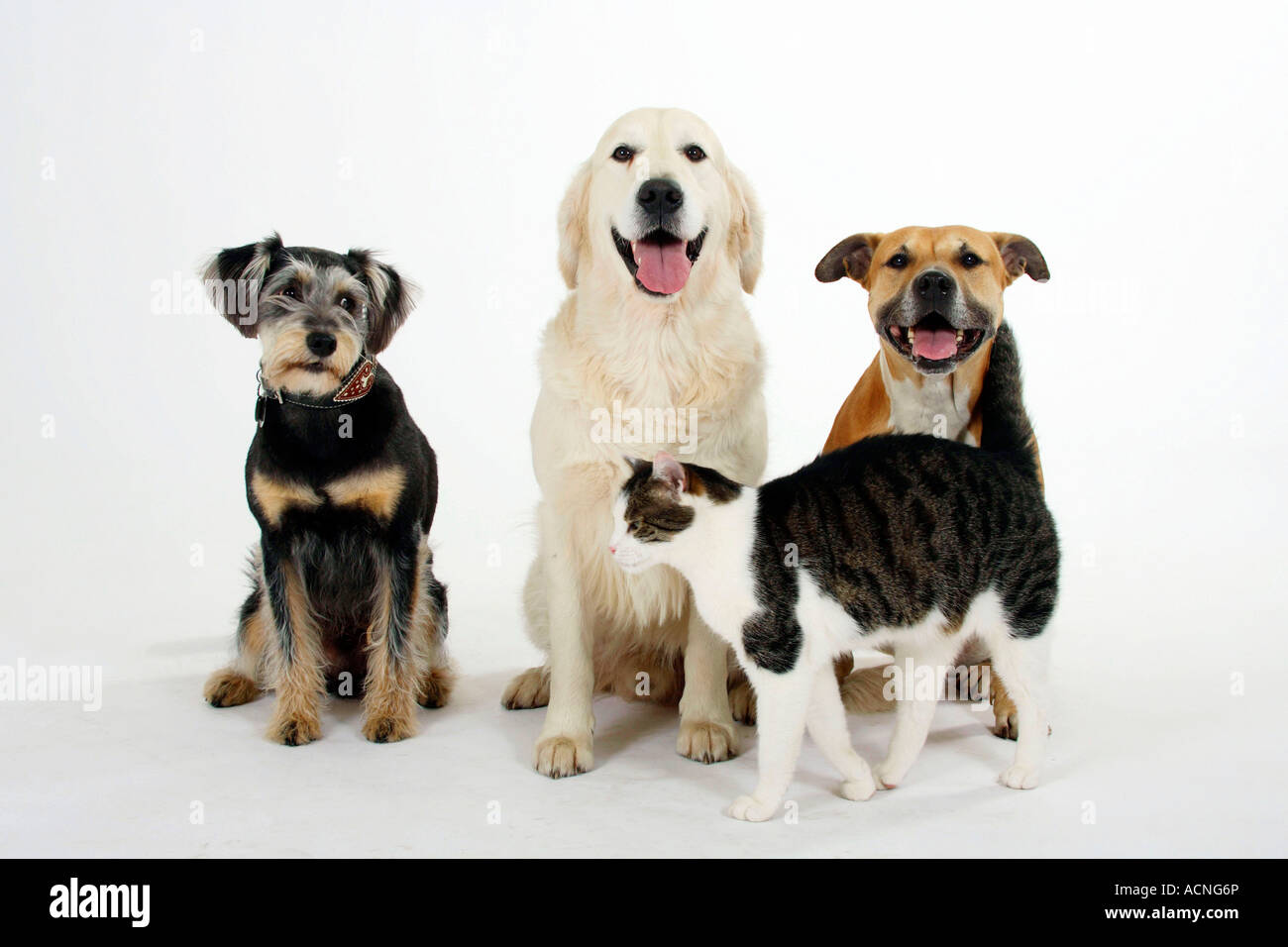 Amerikanischer Staffordshire-Terrier Mischling Hund, Golden Retriever und Hauskatze Stockfoto