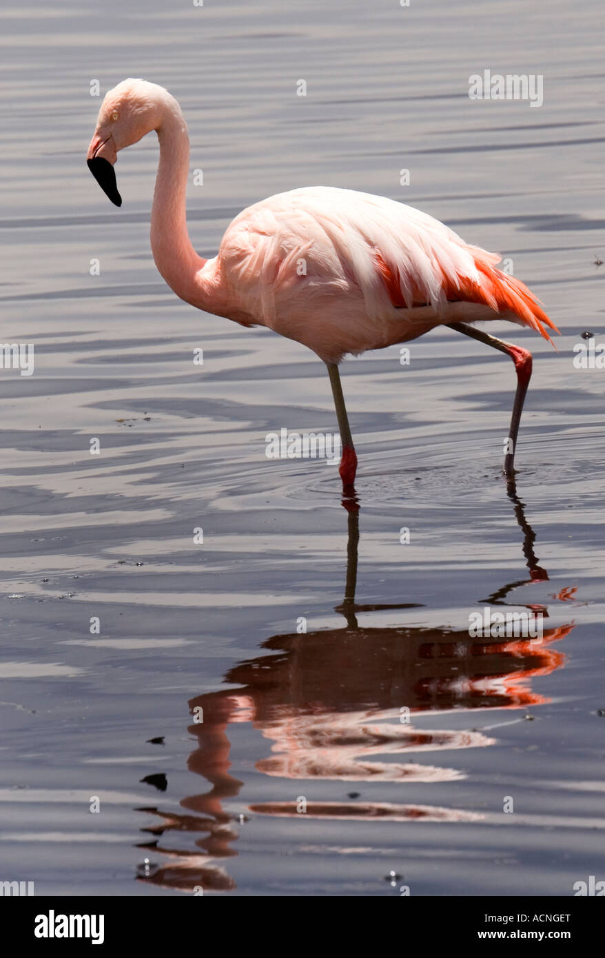 Chilenische Flamingo (Phoenicopterus Chilensis), See Chungara, Nationalpark Lauca, Altiplano, Chile Stockfoto