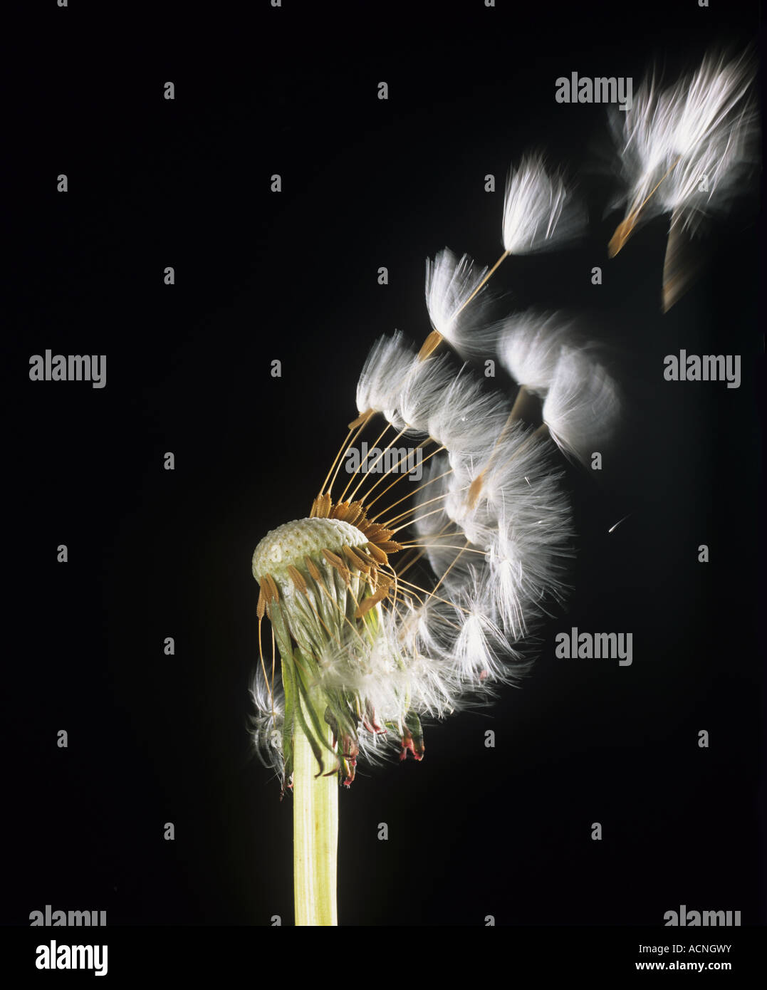 Löwenzahn Taraxacum Officinale Samenausbreitung mit Samen verwehen im wind Stockfoto