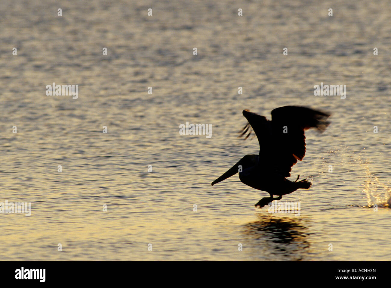Brown Pelican ausziehen bei Sonnenaufgang, Dangriga, Stann Creek District, Belize Stockfoto