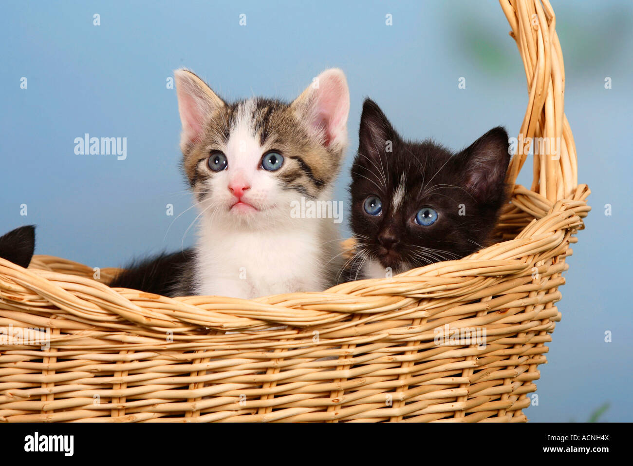 Inländische Katzen Kätzchen im Korb Stockfoto