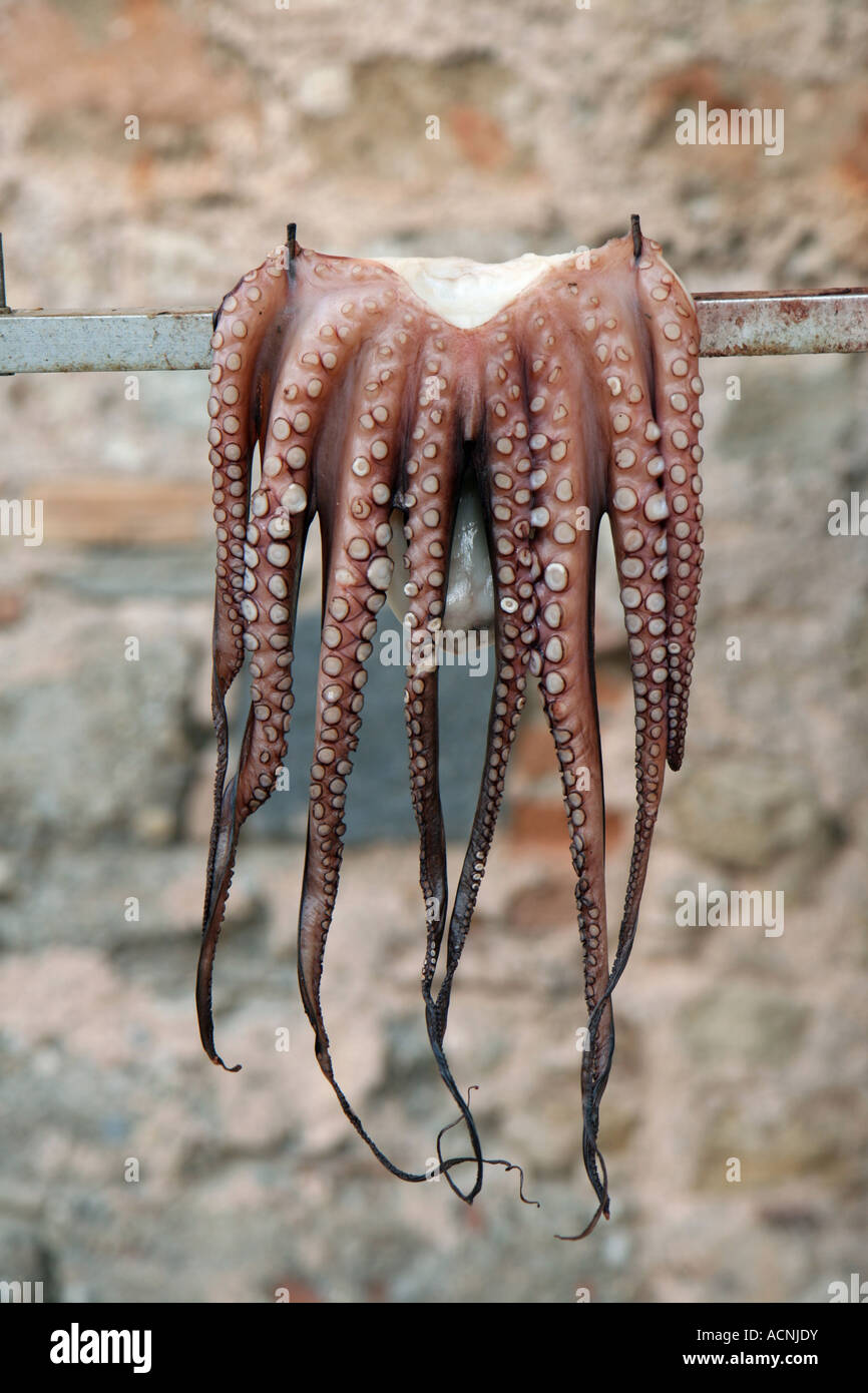 Oktopus hängen zum Trocknen von Chania, Kreta, Griechenland. Stockfoto