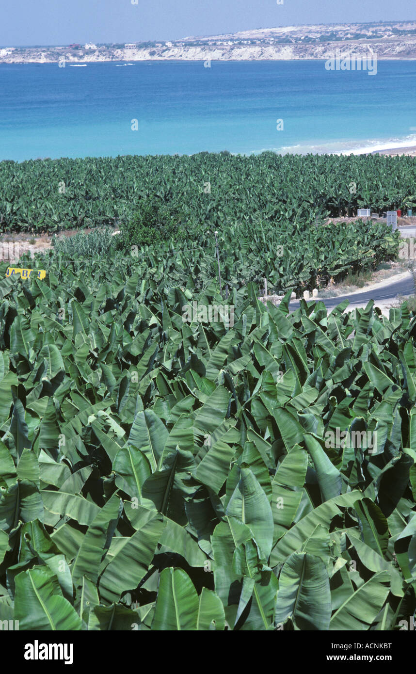 Pflanzung von kleinen Bananenstauden und das Meer hinter Zypern Stockfoto