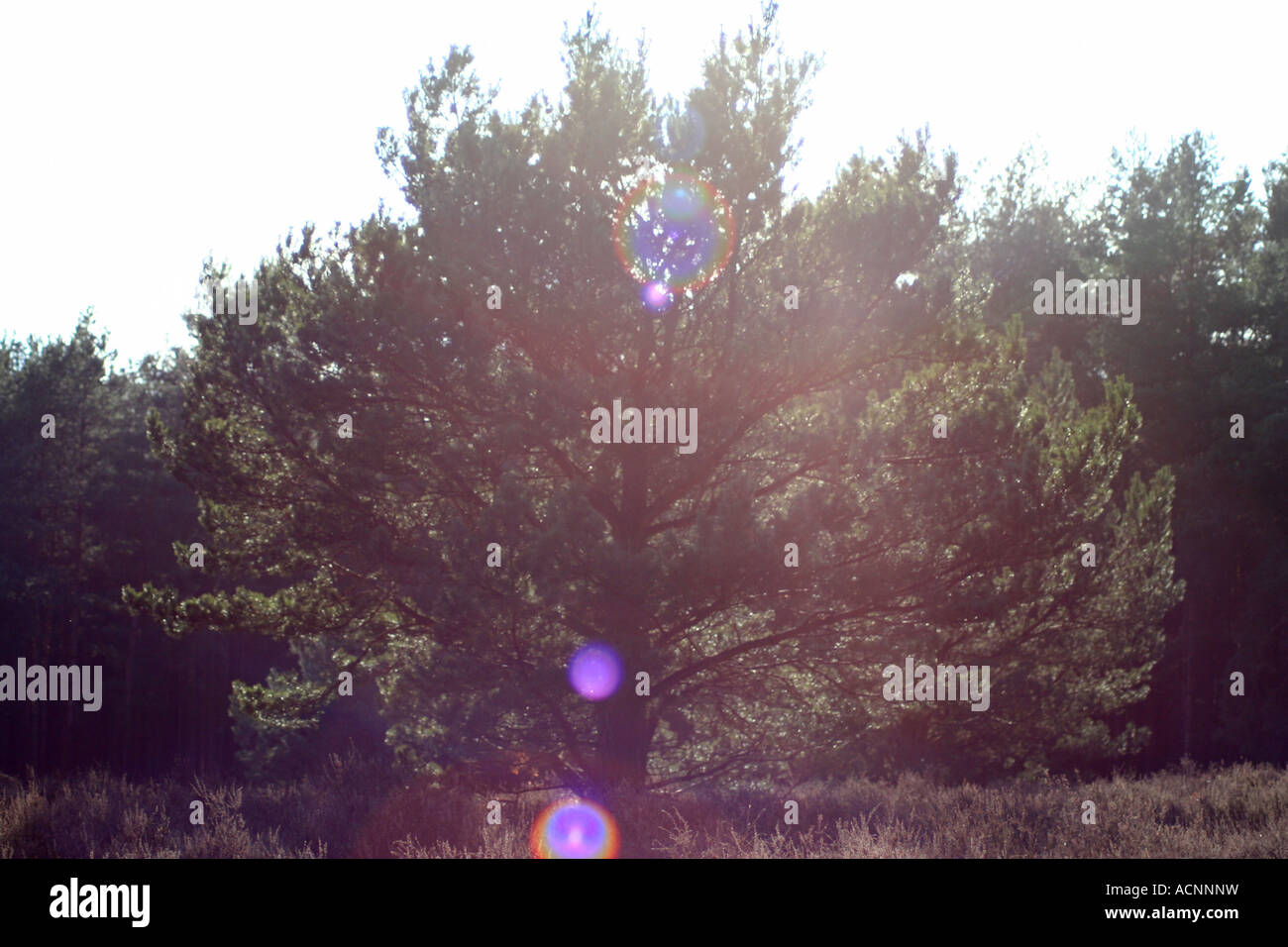 Kiefer in Contre-Jour - Tannenbäumen Stockfoto