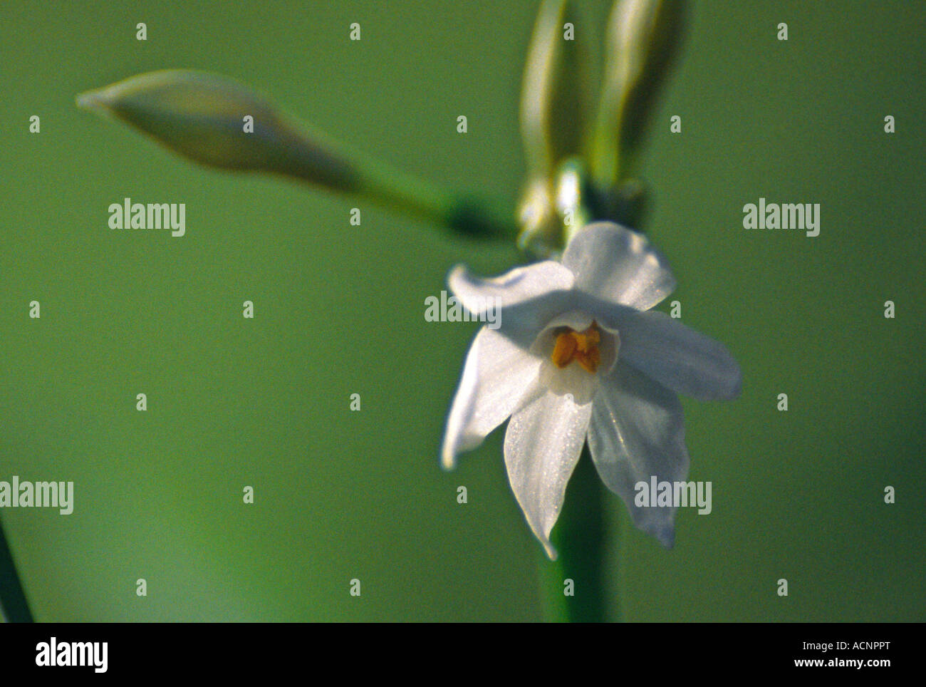 Narcissus Papyraceus Paperwhite Stockfoto
