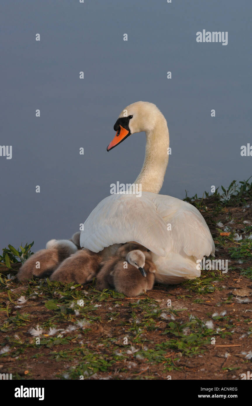 Höckerschwäne, (Cygnus Olor). Weibliche Höckerschwan sitzen mit ihrem jungen. Stockfoto