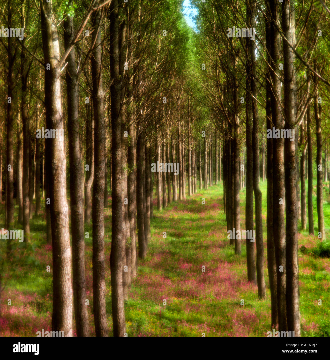 Weiche romantische Wald Szene mit Baumreihen und rote Blumen in der Nähe von Melrose schottische Schüler/inen Stockfoto