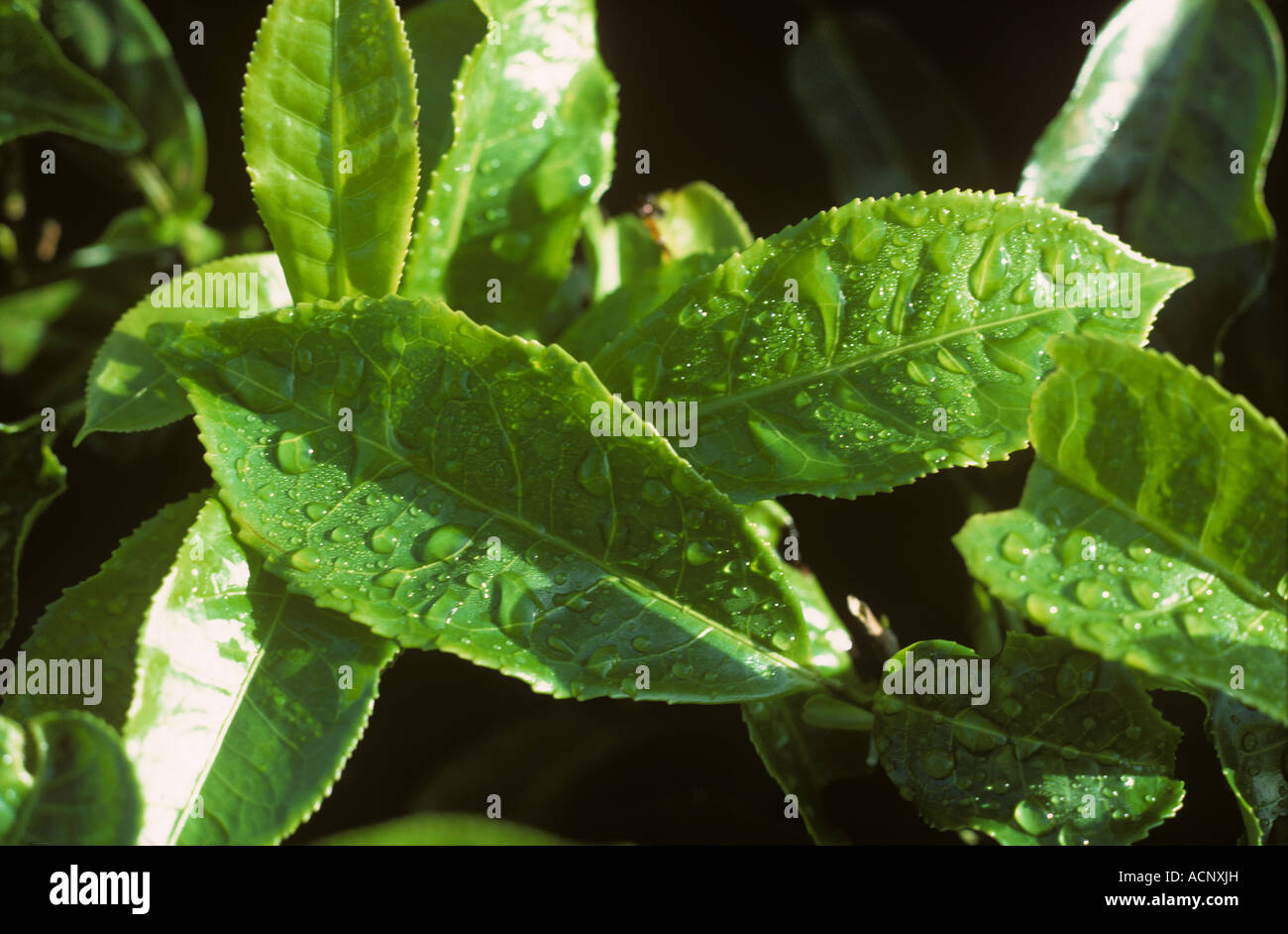 Junge Blätter verwendet Ro Tee mit Regen Tropfen Stockfoto