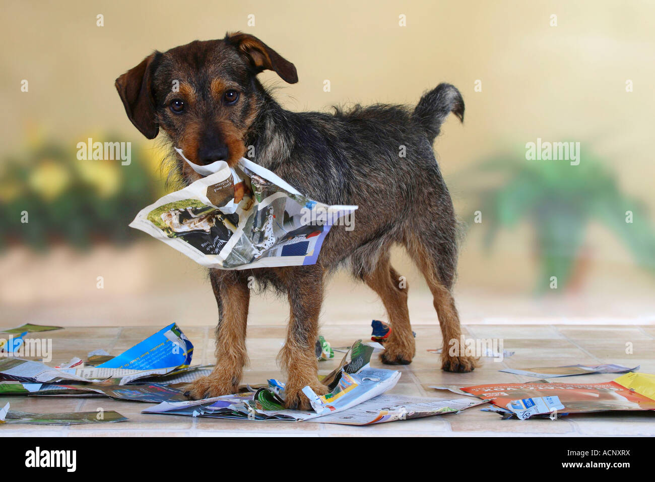 Gemischte Rasse Hund zerreißt Magazin Stockfoto