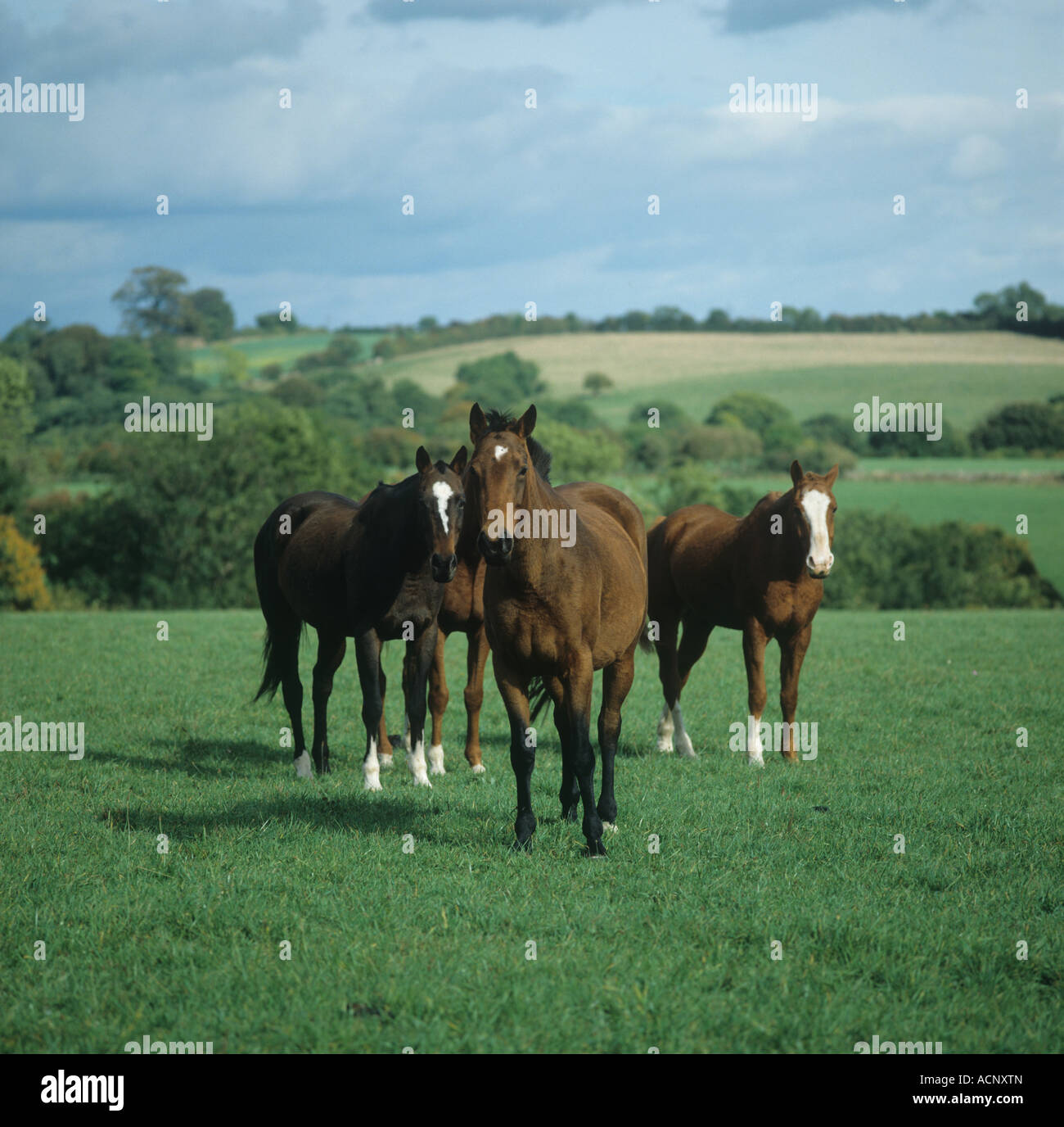 Pferde auf der guten Weide Weide mit Landschaft dahinter Gloucestershire Stockfoto