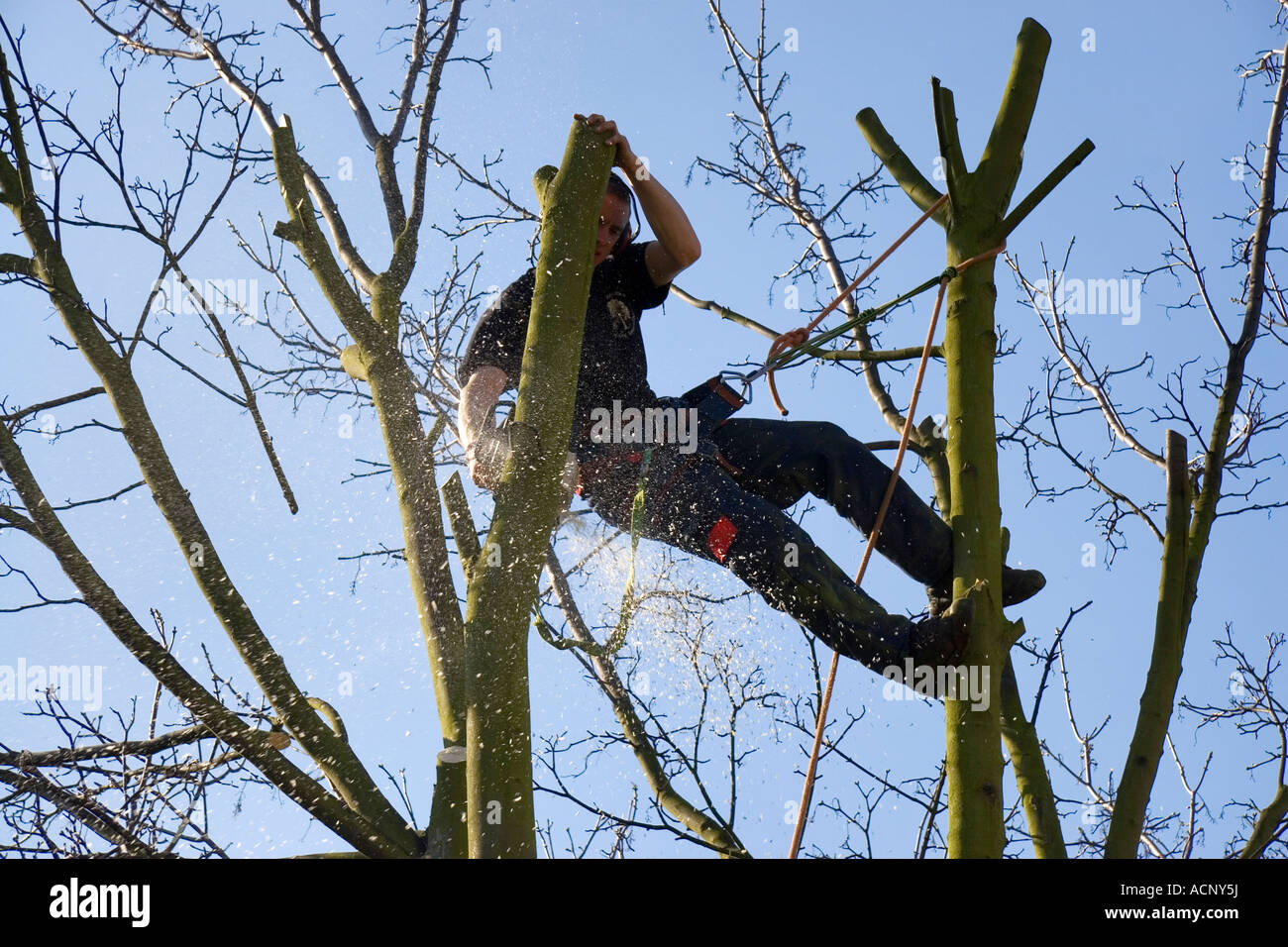 Ein Baumpfleger hängend durch ein Geschirr im oberen Teil eine Baumschlagen über eine Zweigniederlassung mit einer Kettensäge Stockfoto