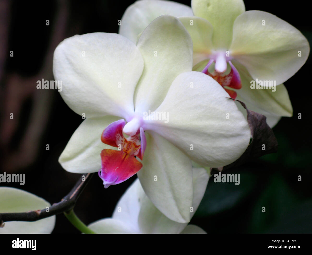 Phalaenopsis Orchideen weiße Blume Stockfoto