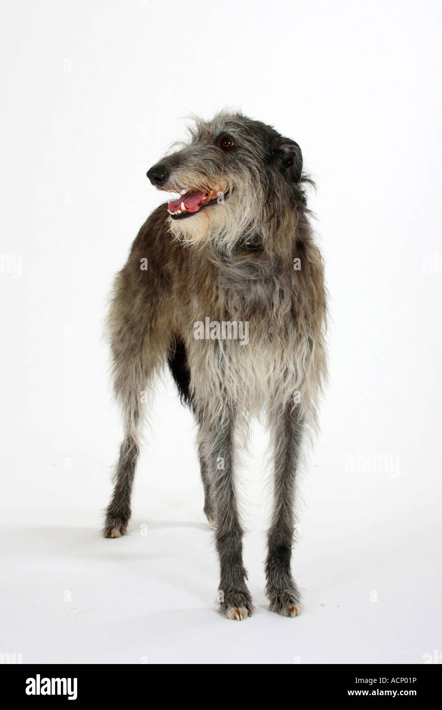 Scottish Deerhound Stockfoto