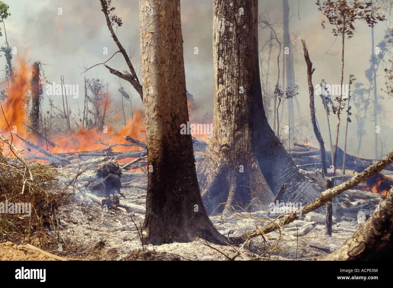 Amazonas Regenwald Zerstörung Brasilien ökologische Zerstörung Abholzung Regenwald brennen Stockfoto