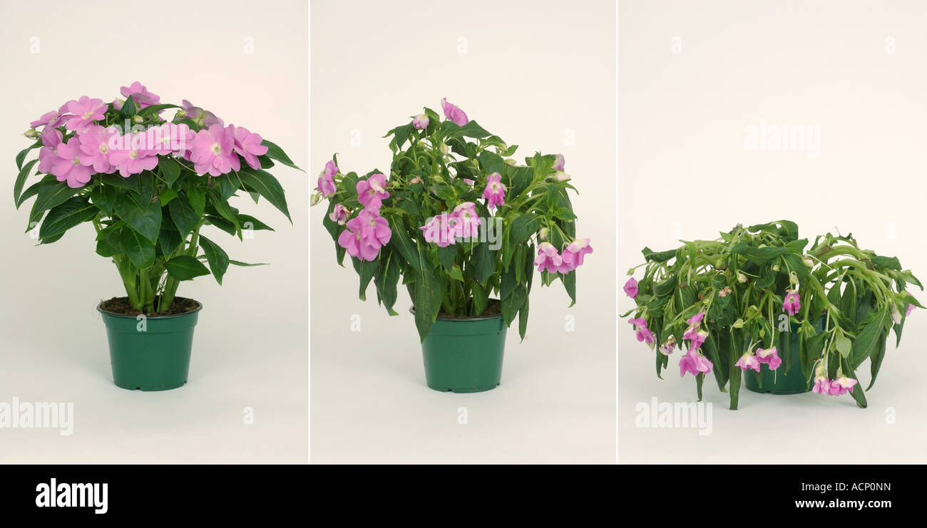 Vergleich zeigt eine Stufen in die welken Zusammenbruch eine Topfpflanze Zimmerpflanze ohne Wasser Stockfoto
