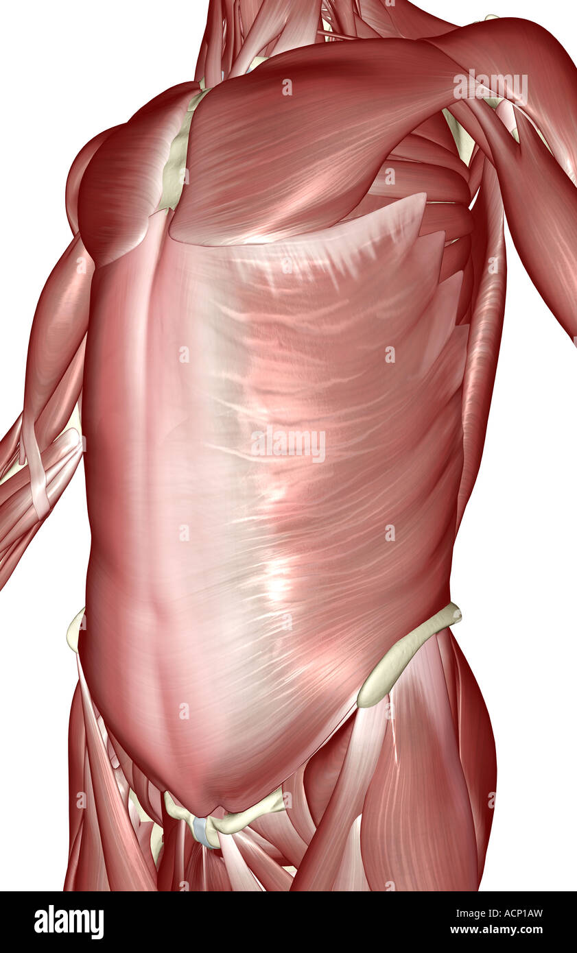 Die Muskeln des Rumpfes Stockfoto
