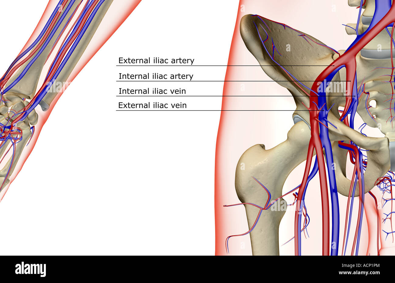 Das Blut-Versorgungsmaterial von der Hüfte Stockfoto