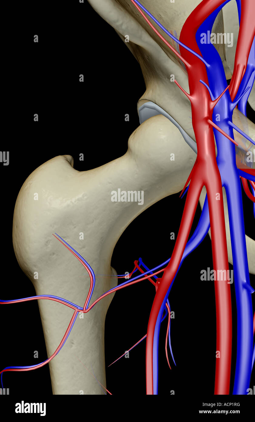 Das Blut-Versorgungsmaterial von der Hüfte Stockfoto