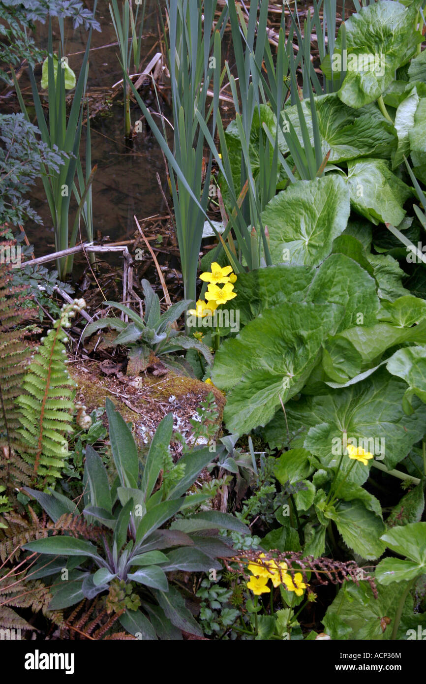 MARGINALE PFLANZEN AM RAND EINES WALDTEICHS. Stockfoto