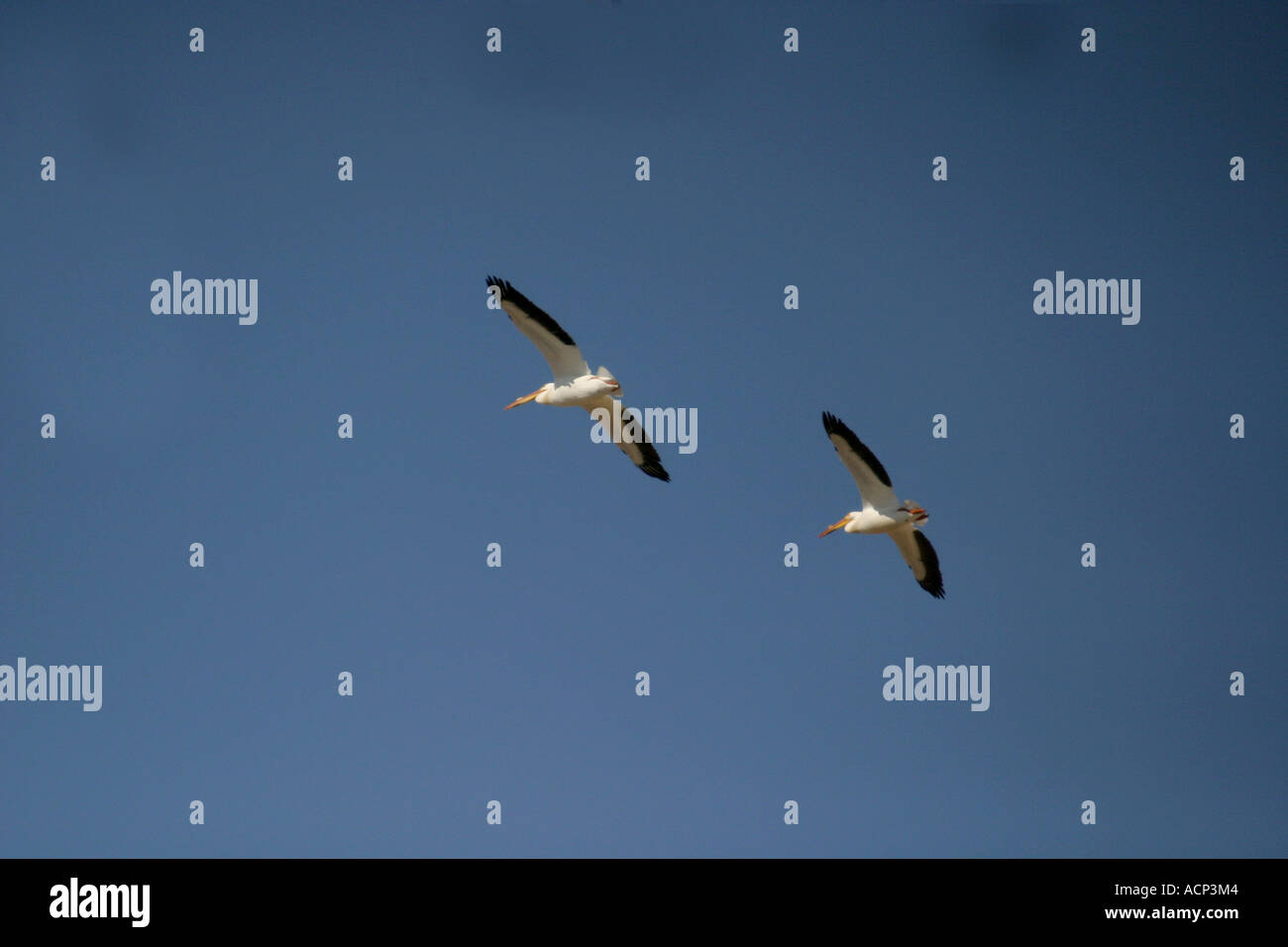 PELIKAN; AMERICAN WHITE; Pelicanus Erythrorhynchos; Birds of North America Stockfoto