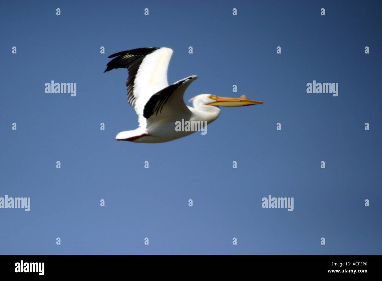 PELIKAN; AMERICAN WHITE; Pelicanus Erythrorhynchos; Birds of North America Stockfoto