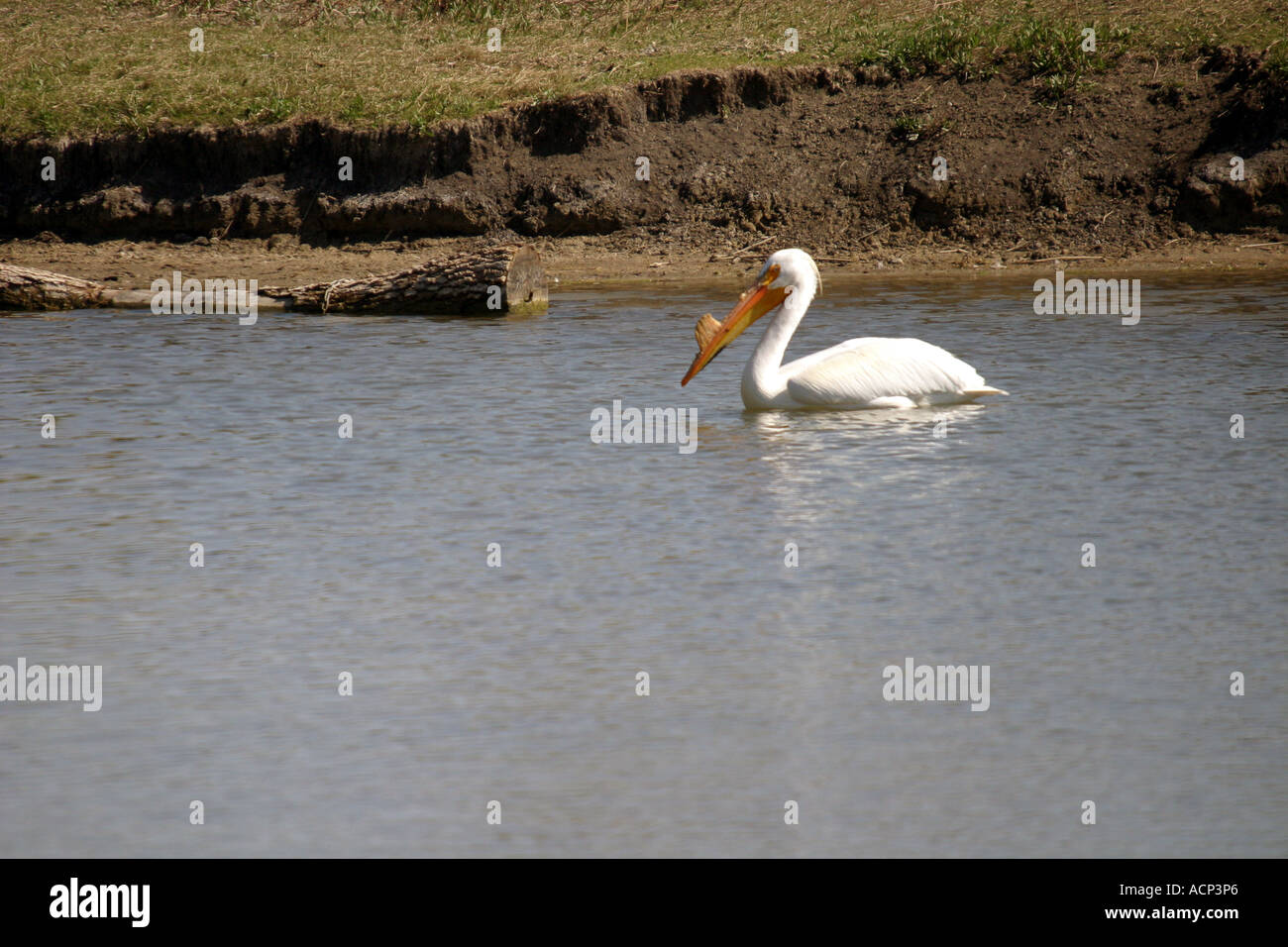 Amerikanischer weißer Pelikan; Pelicanus Erythrorhynchos; Birds of North America Stockfoto