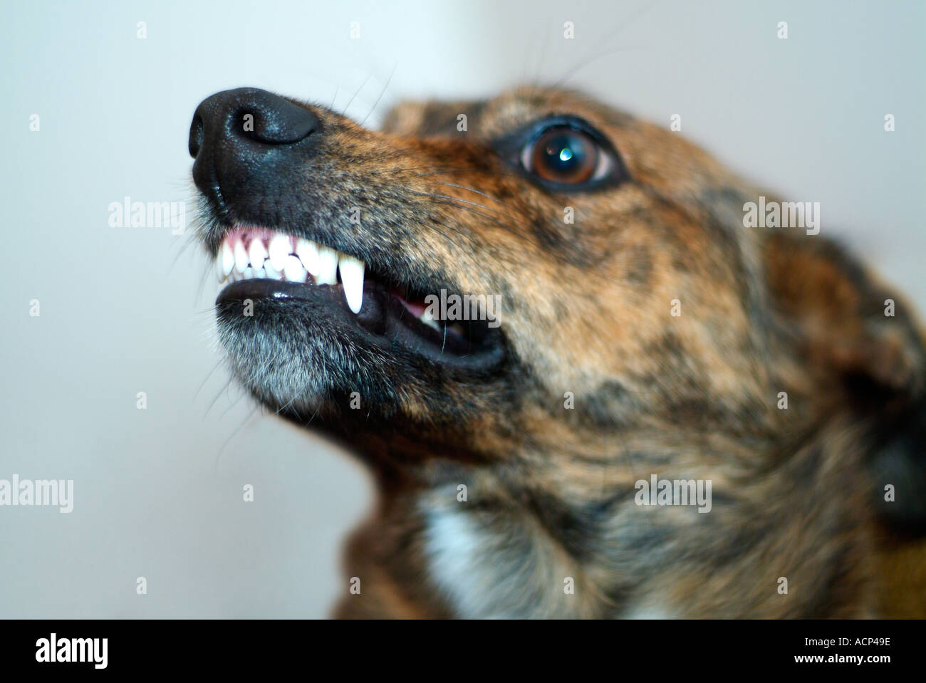 Aggressive Cross Rasse Hund zeigt seine Zähne als Warnung Stockfoto