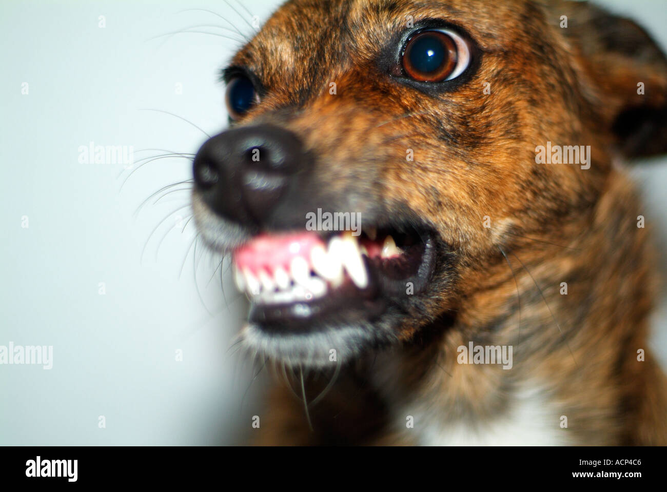 Hund Zeigt Zähne Stockfotos und -bilder Kaufen - Alamy