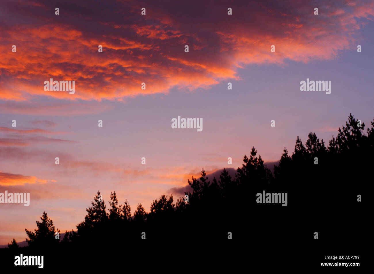 Sonnenaufgang über Bäume Stockfoto
