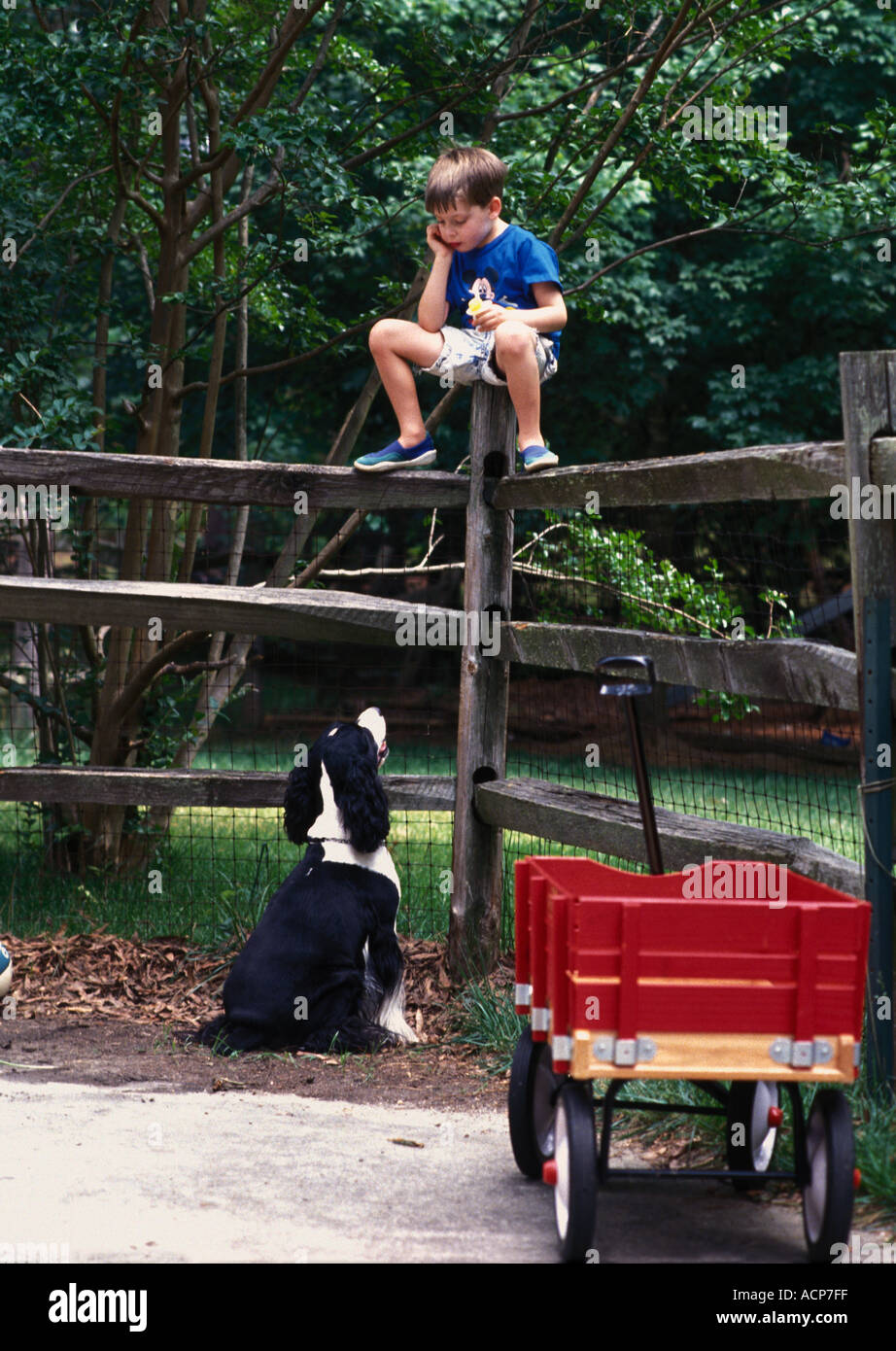 Junge sitzt auf einem Zaun mit einem Hund betteln sein Eis Stockfoto