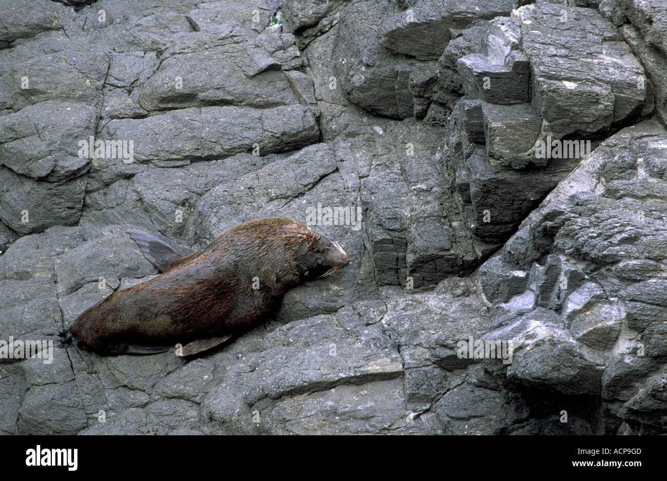 Fur Seal floh Bay Canterbury Südinsel Neuseeland Stockfoto