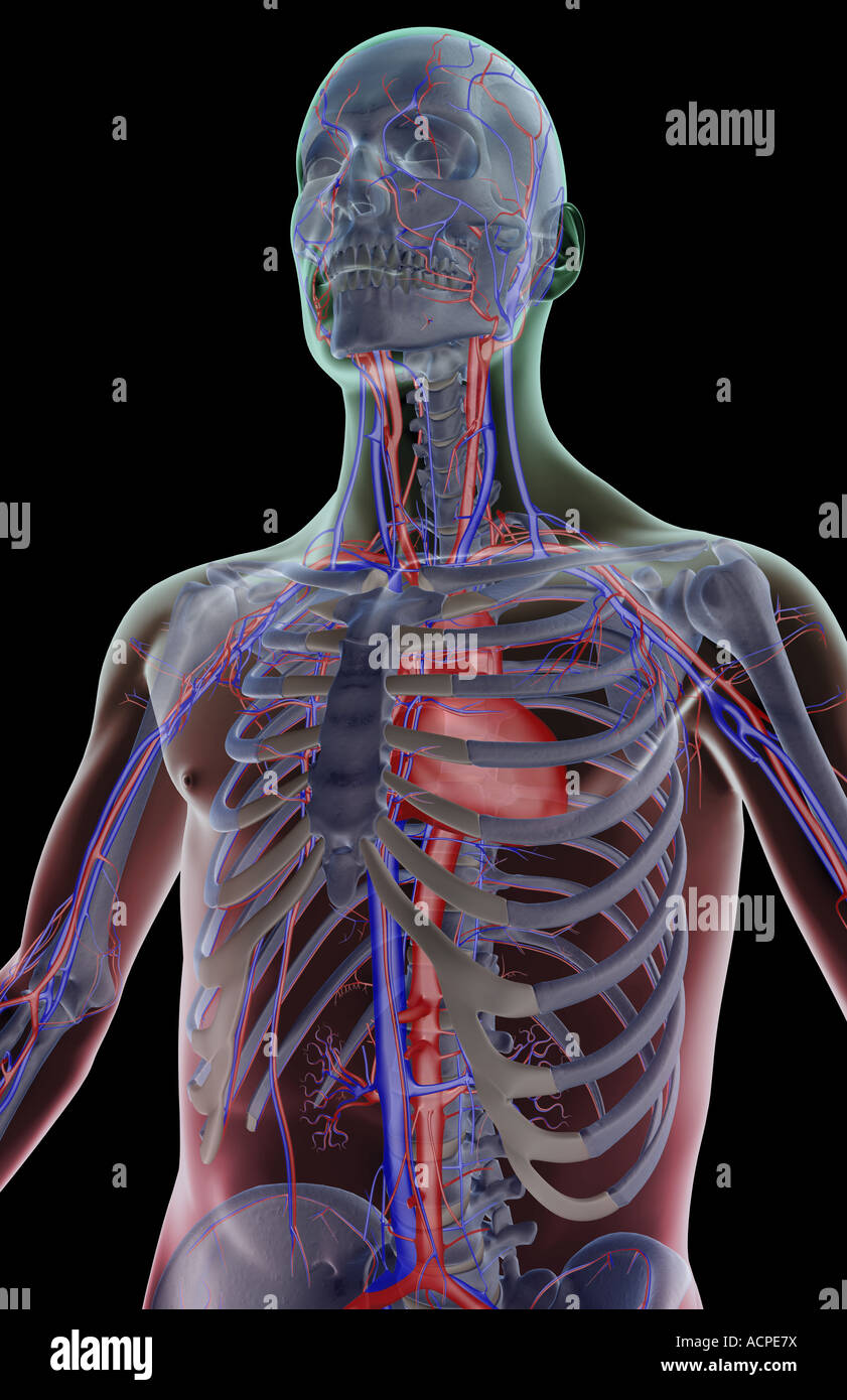 Das Blut-Versorgungsmaterial des Oberkörpers Stockfoto
