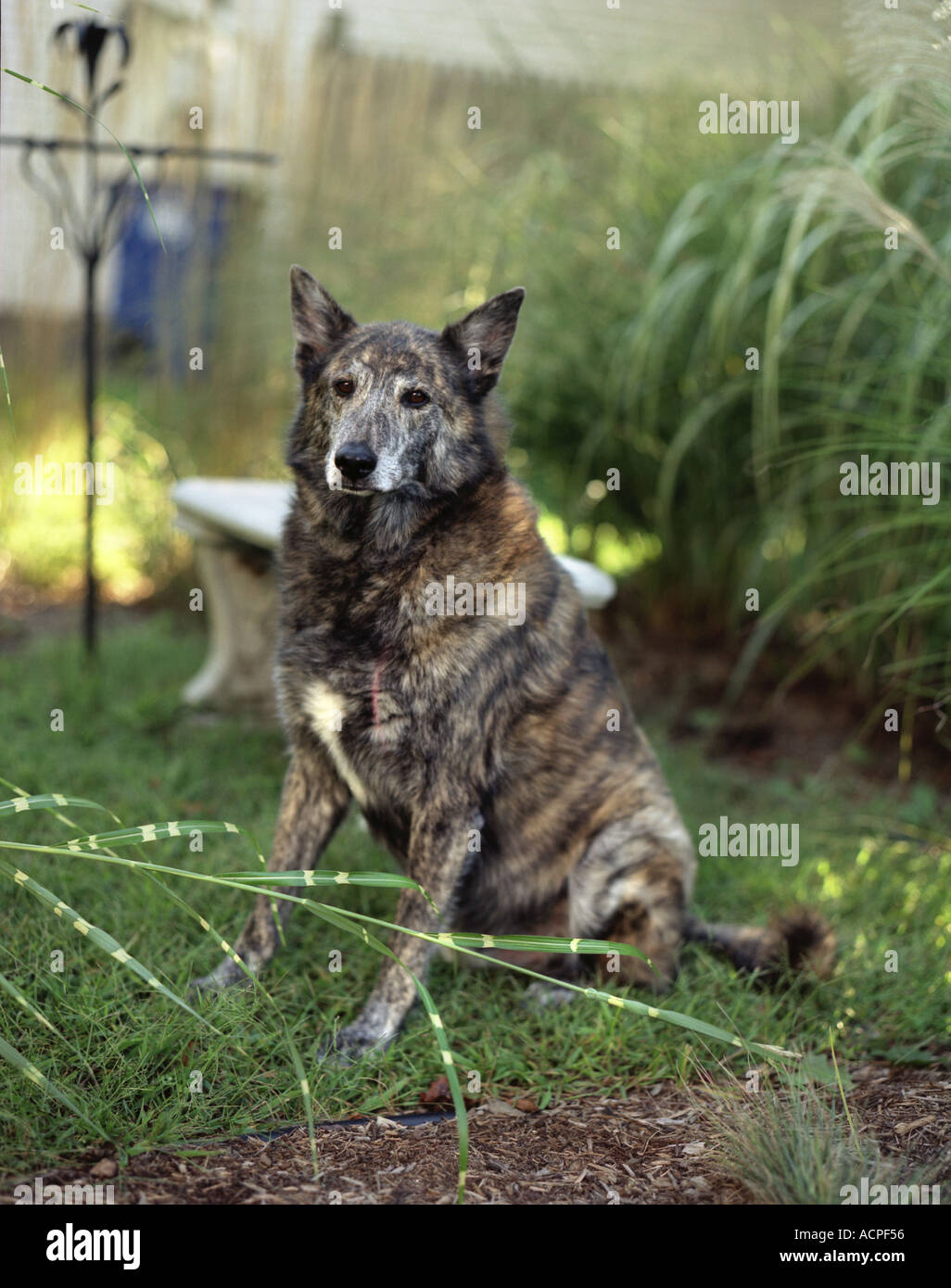 Hund im Garten Stockfoto