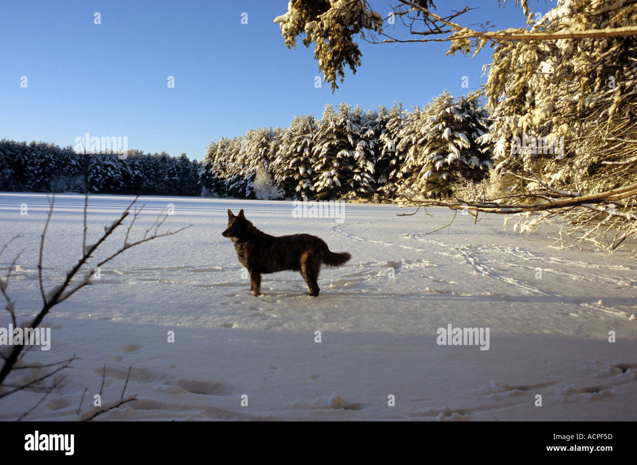 Hund stehend auf einem zugefrorenen See Blick allein Jagd Hirte Mutt Mischung Stockfoto
