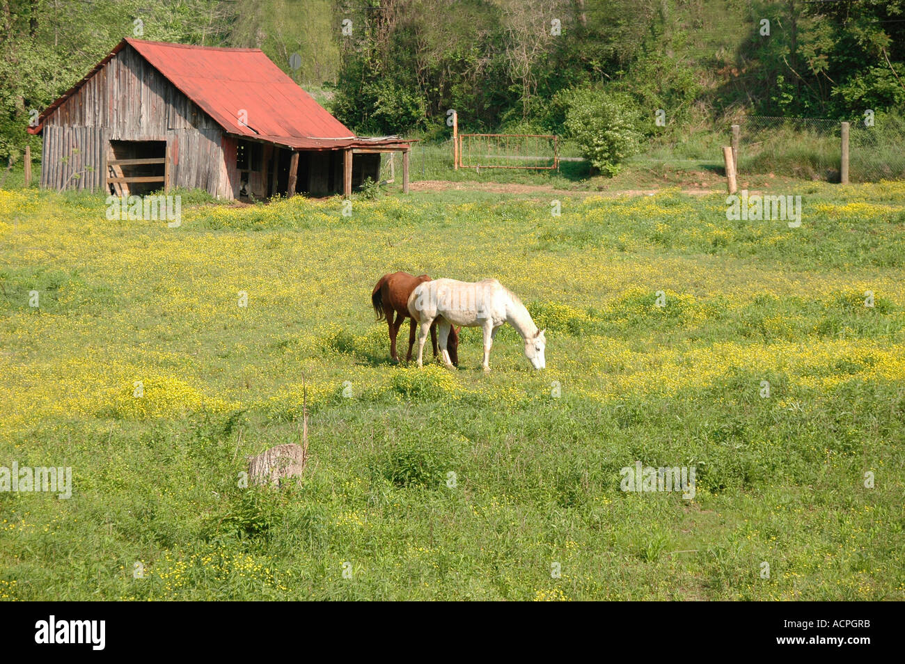 Zwei Pferde im Frühjahr blühende Feld, Essen und trinken und wandern frei im Norden Georgiens Hügeln von Tate Stockfoto