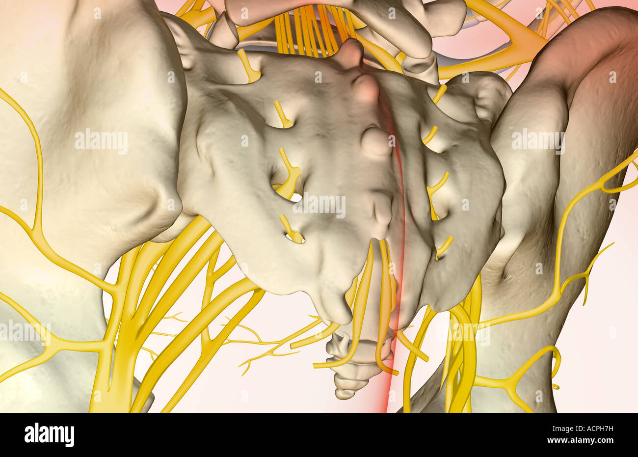 Die Nerven des Beckens Stockfoto
