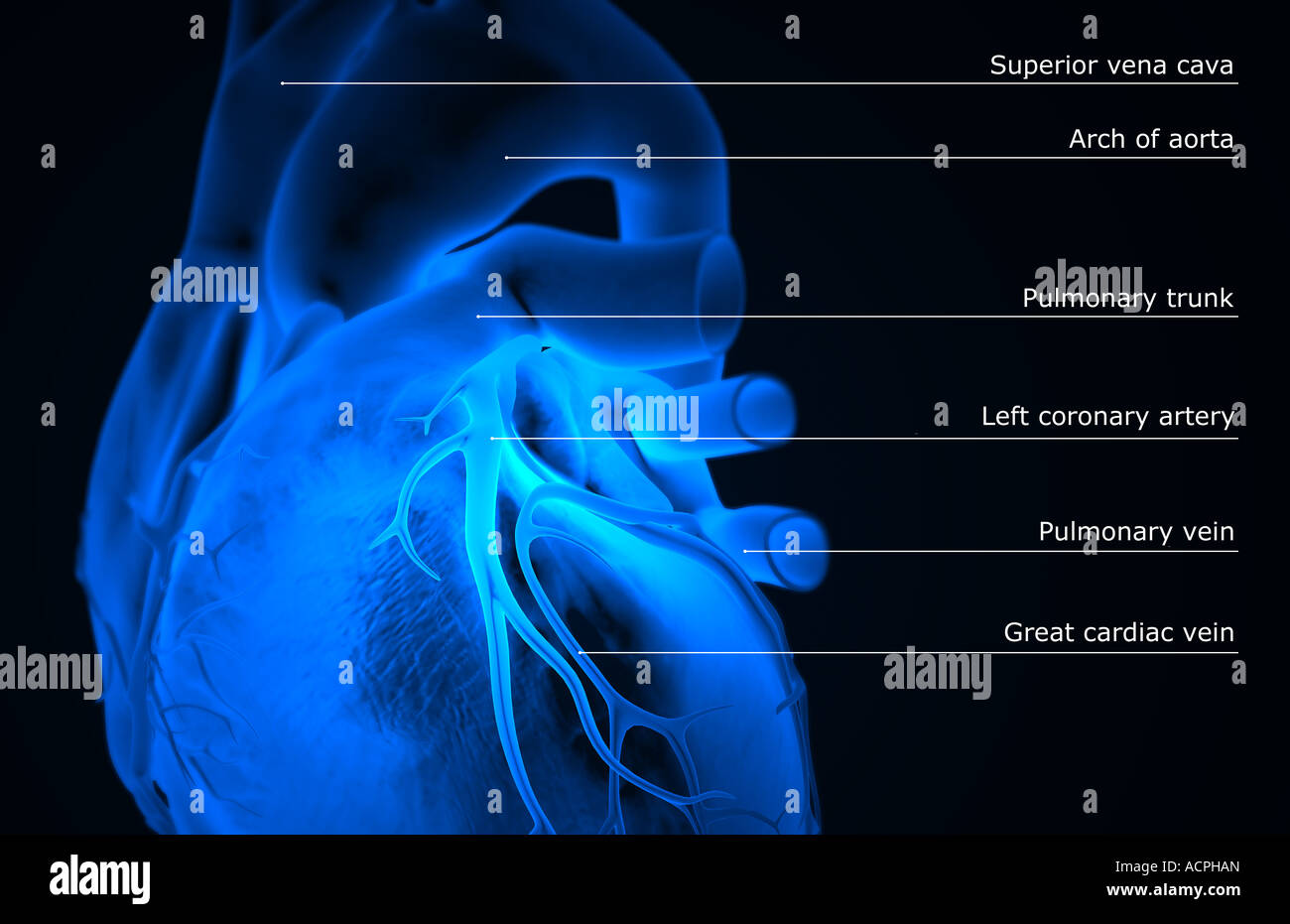 Die Herzkranzgefäße des Herzens Stockfoto