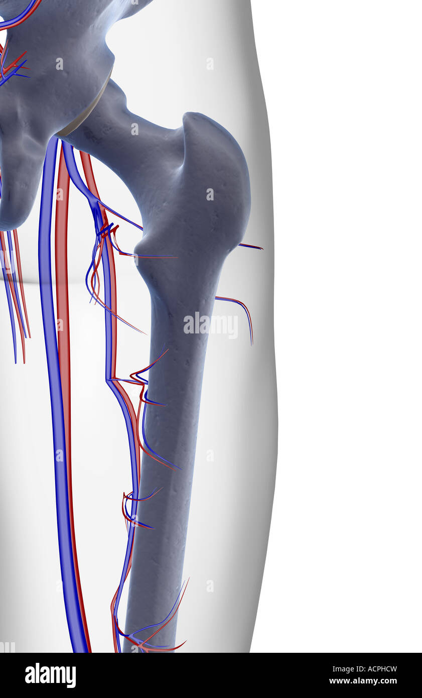 Das Blut-Versorgungsmaterial von der Hüfte Stockfoto