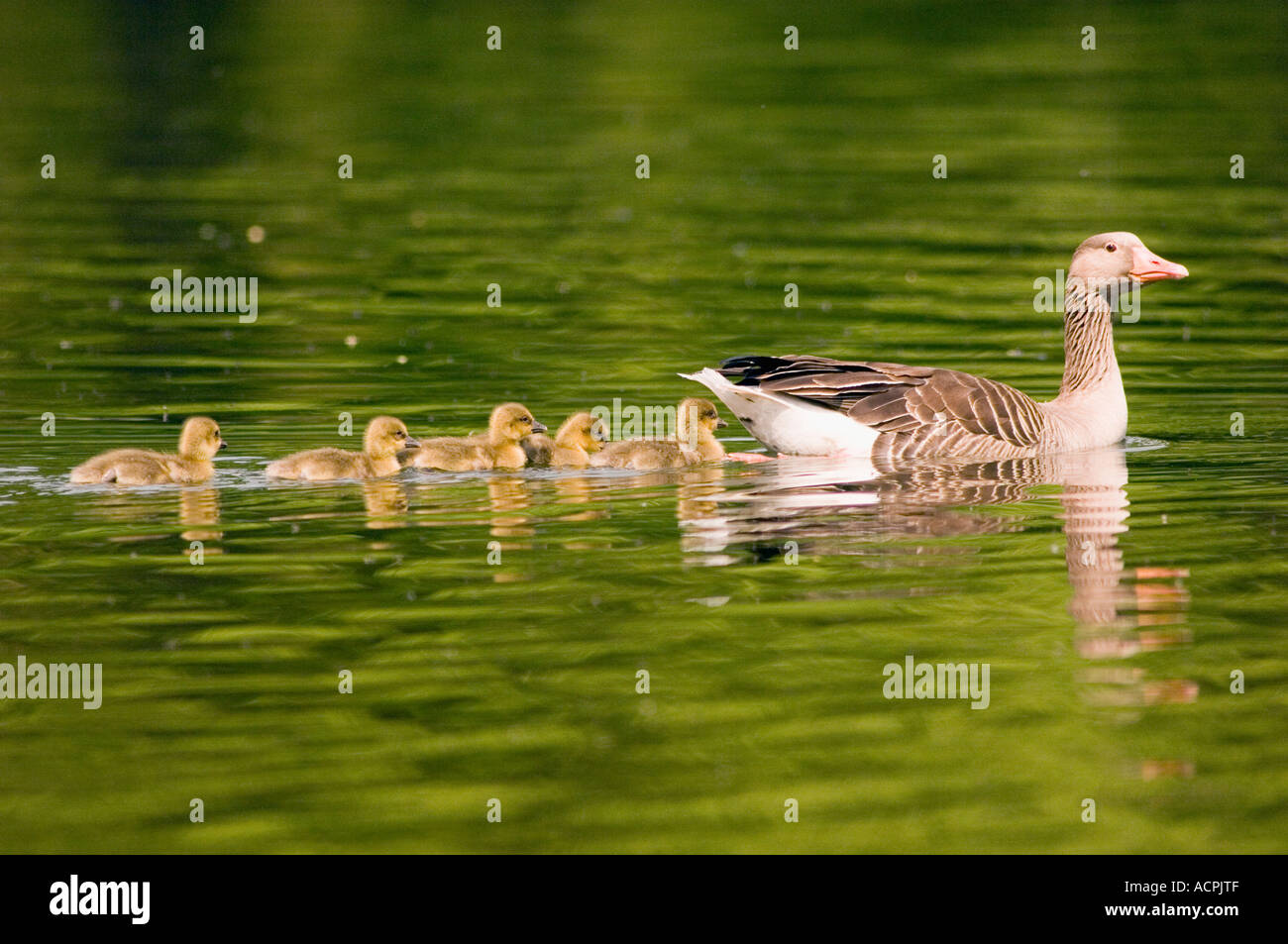Graue Gans mit Pouts in See Stockfoto