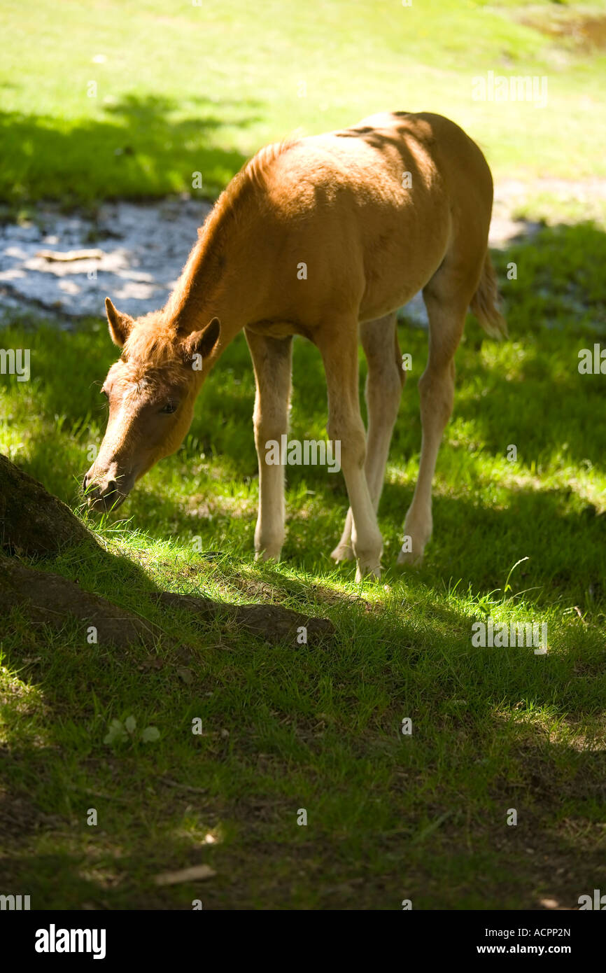 New Forest Pony Fohlen Essen Grass Balmer Rasen Brockenhurst New Forest Stockfoto