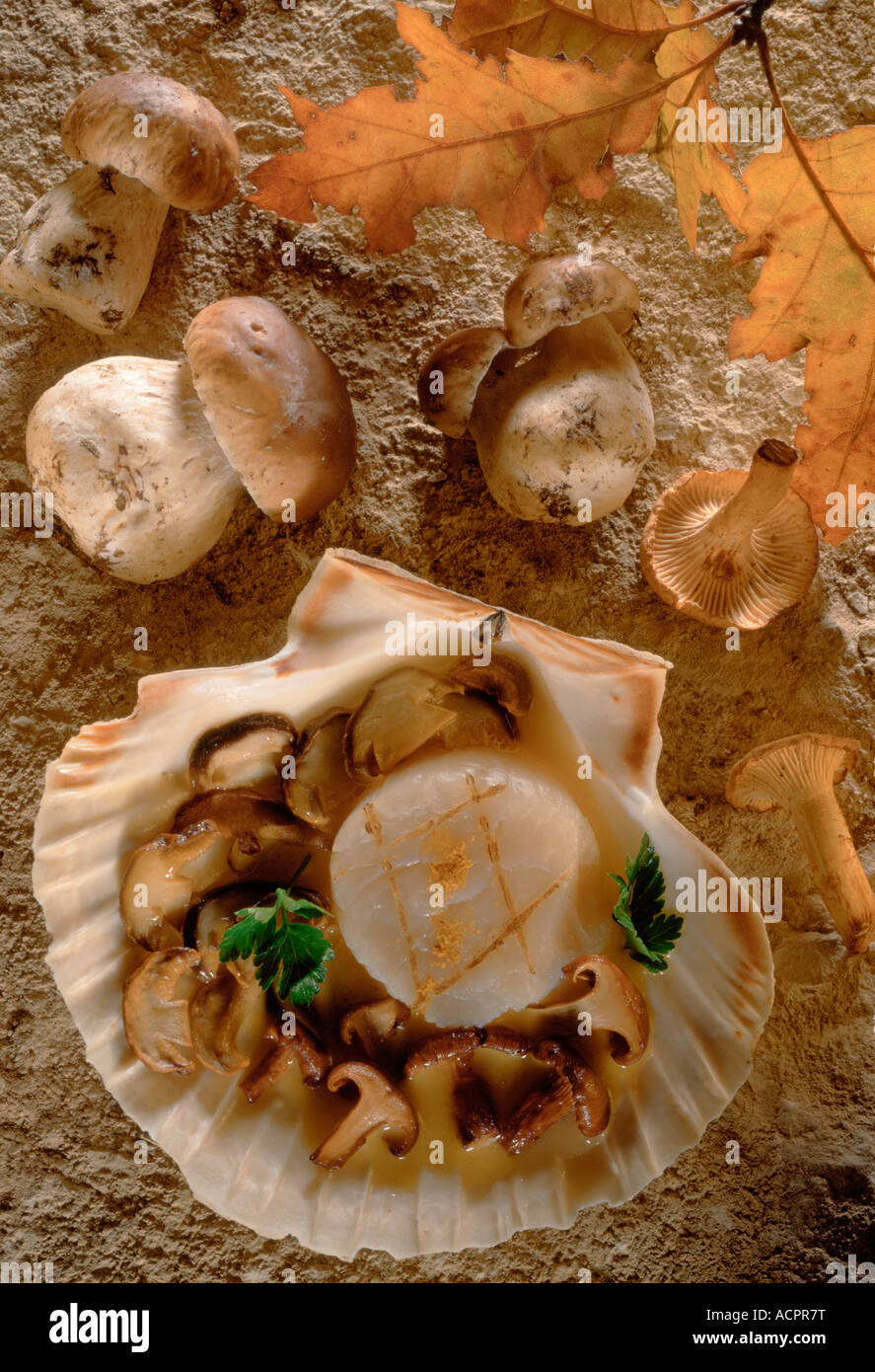 Gebratene Steinpilze und Pfifferlinge in Jakobsmuschel Stockfotografie ...