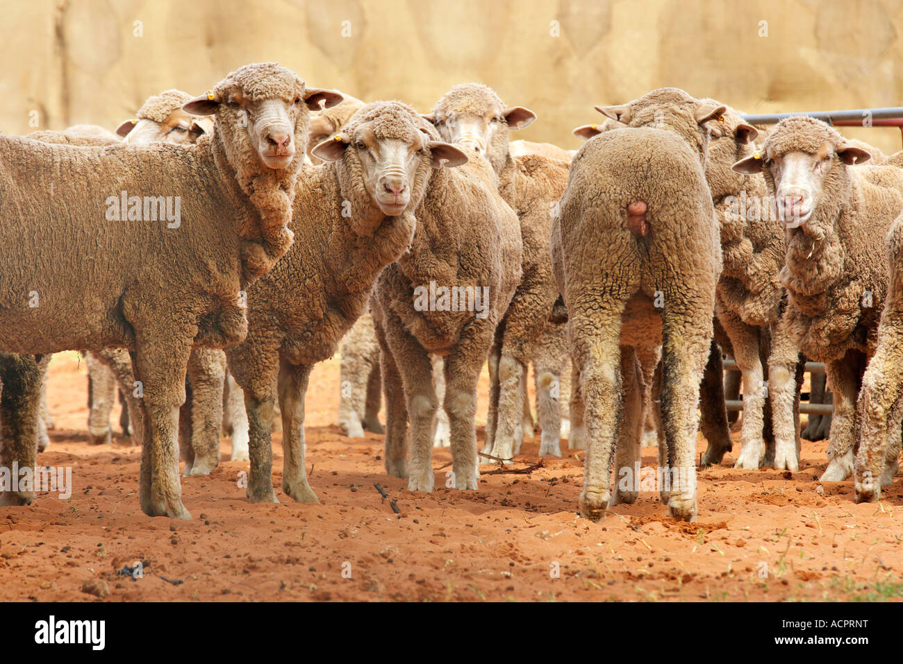 eine Reihe von Schaf und es gibt immer einen Weg der falsche Weg Stockfoto