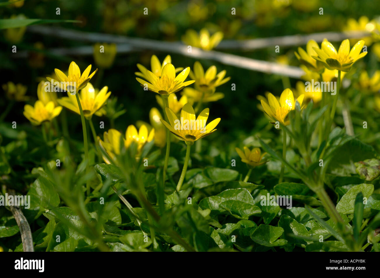 Im Frühjahr blüht der kleine Zöllner (Ficaria verna) Stockfoto