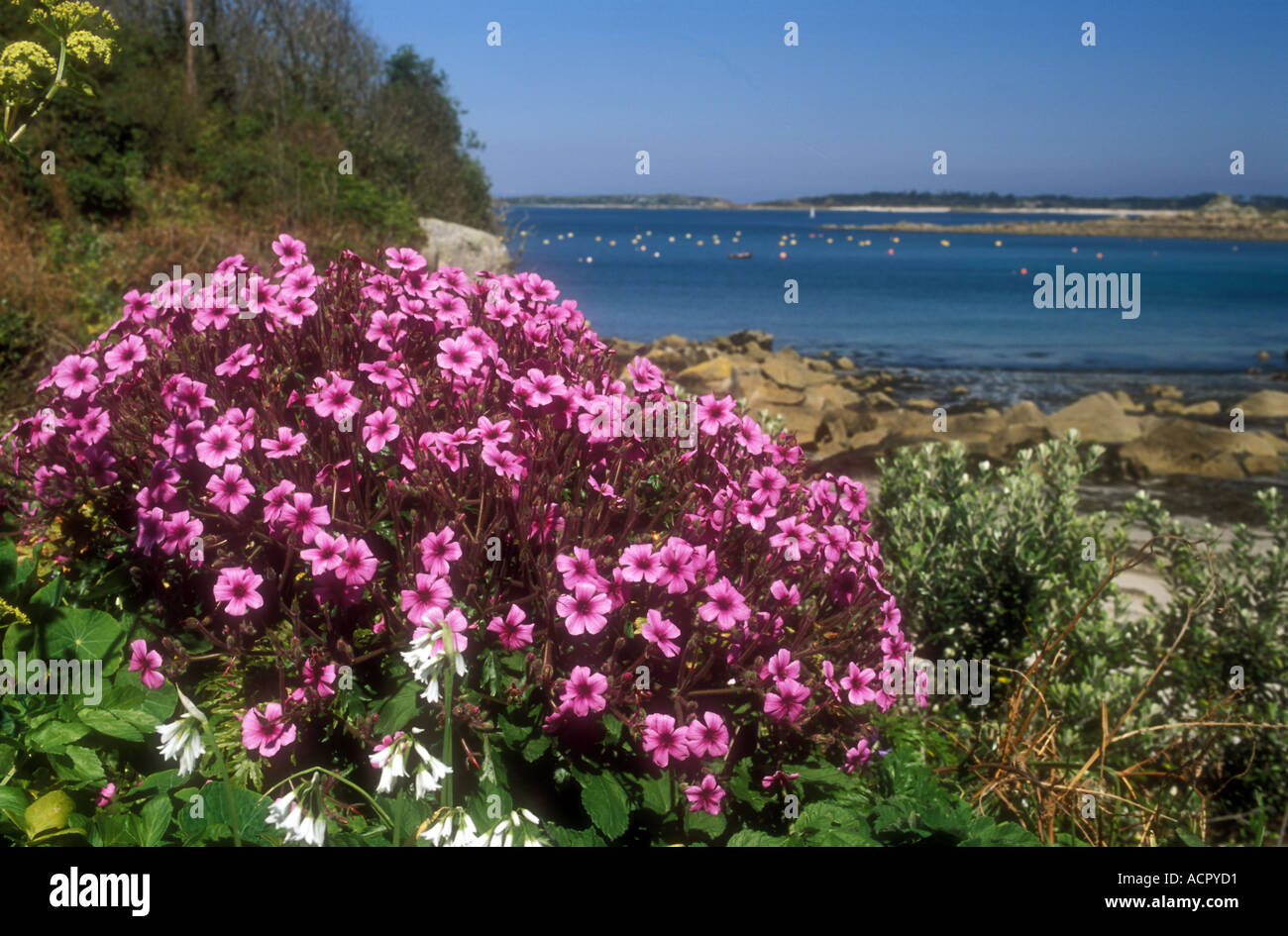 ASCHENPFLANZE WÄCHST WILD ISLES OF SCILLY Stockfoto