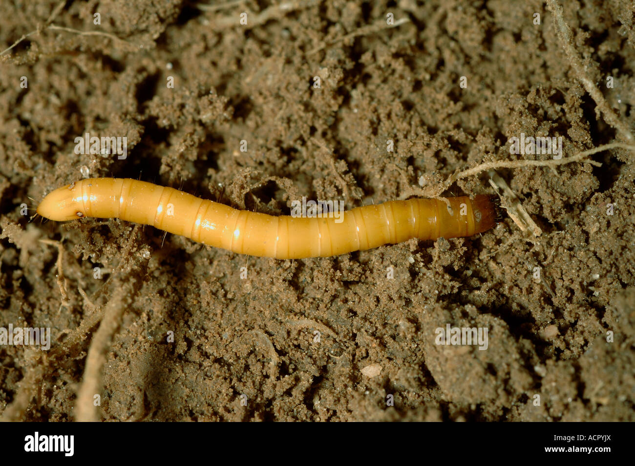 Wireworm Agriotes sp ein Klick Käferlarve Stockfoto
