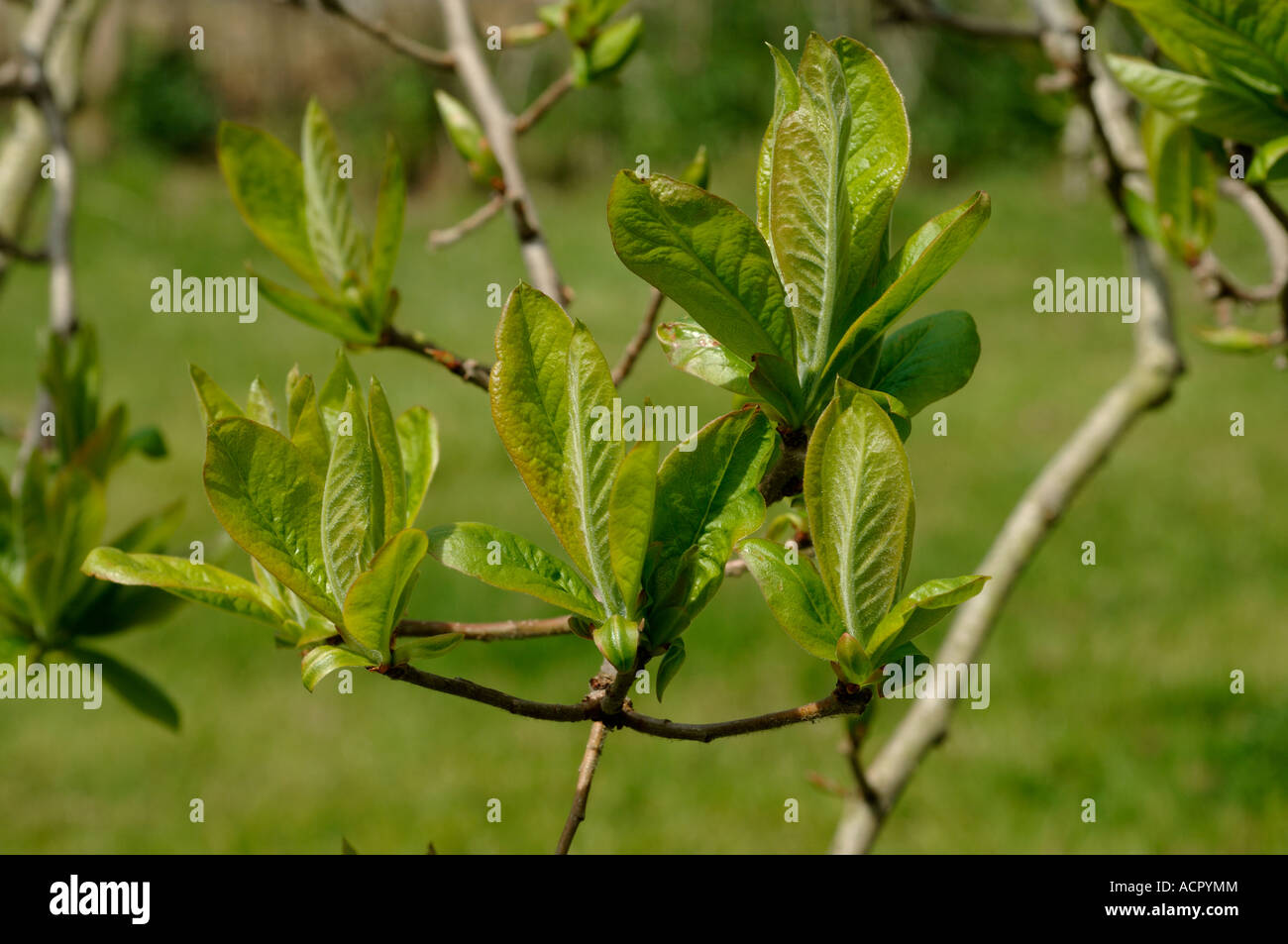Mispel canescens Germanica junge Blätter im Frühjahr Devon zu entwickeln Stockfoto