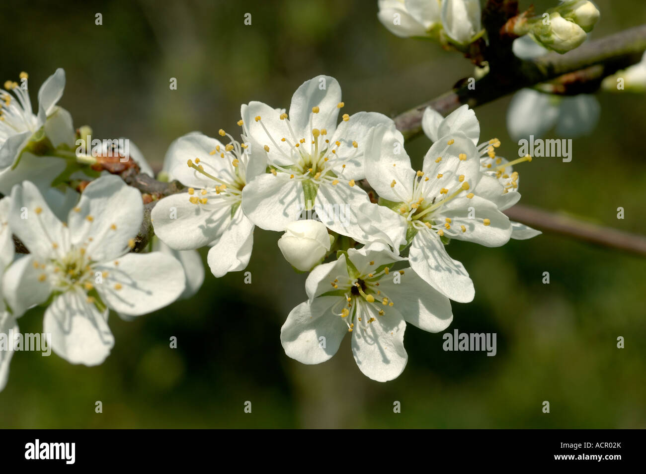 Pflaume Blumen Sorte Victoria in voller Blüte im zeitigen Frühjahr Devon Stockfoto
