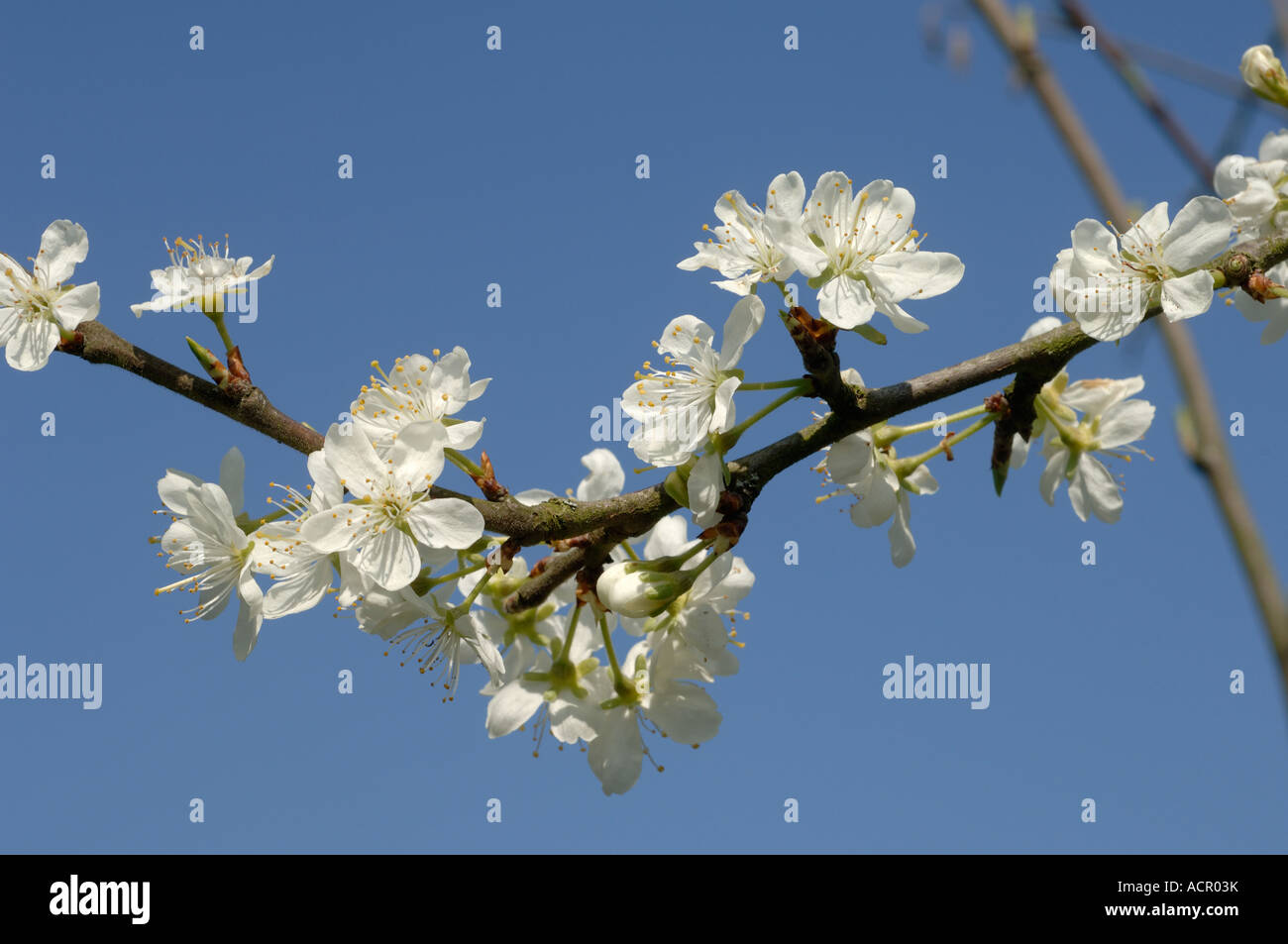 Pflaume Blumen Sorte Victoria in voller Blüte im zeitigen Frühjahr Devon Stockfoto