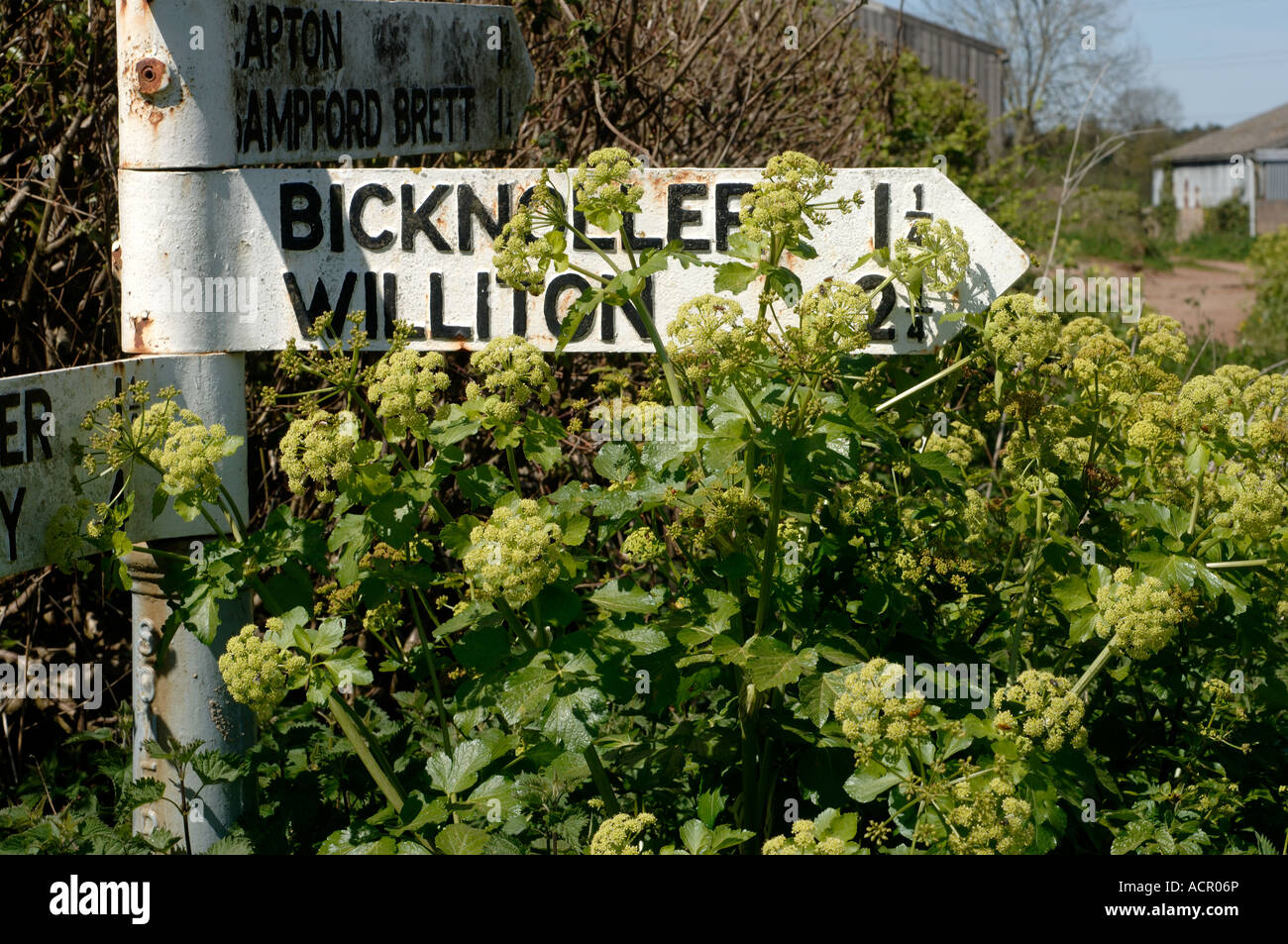 Alexanders Smyrnium Olusatrum in Blüte teilweise Maskierung Somerset Wegweiser Stockfoto